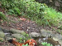 -都江堰中华大熊猫苑