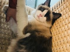 -喵屿·大理花园猫咖