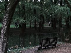 -上海共青森林公园