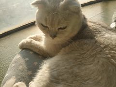 -猫猫幼稚园·撸猫·桌游·电玩