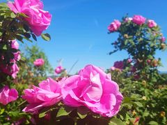 景点-密云玫瑰情园