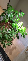 -香秀空间科技抗衰·美容中心