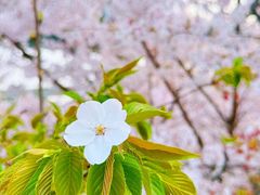 -上海辰山植物园