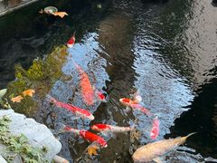 -鲤院·新中式美学·庭院餐厅(夫子庙店)