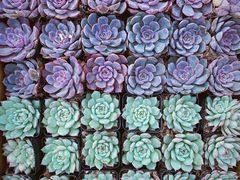 -三圣花乡旅游区