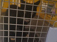 -瑞派·关忠动物医院·猫专科·犬专科(三环新城店)