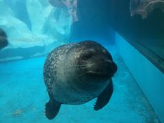 -芜湖新华联大白鲸海洋公园