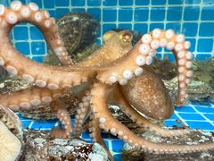 -宾朋海鲜特色美食餐厅·纯手工鲅鱼水饺(兴海路店)