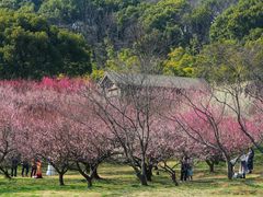 -苏州上方山国家森林公园