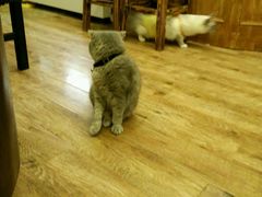 android_upload_pic-猫色咖啡·猫咖
