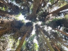 -武陵山森林公园