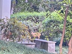-红梅公园