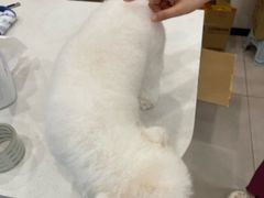 -艾贝尔宠物医院 ·中兽医·宠保定点(北门桥店)