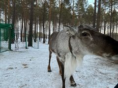 -北极村旅游风景区