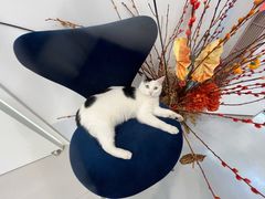 -喜多萌中农锦绣动物医院24H·猫科·牙科MRI·CT