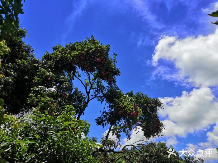 羊台山森林公園圖片