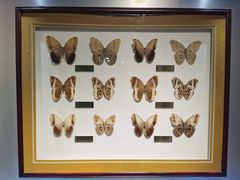 -上海昆虫博物馆