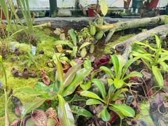 -国家植物园南园