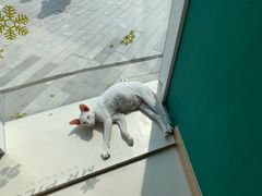 -飞行喵MR PILOT|猫舍·猫咖(静安大融城店)
