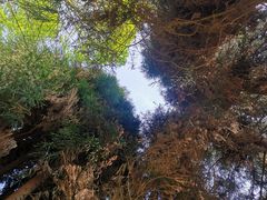 -武陵山森林公园