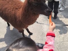 -灵玲国际马戏城