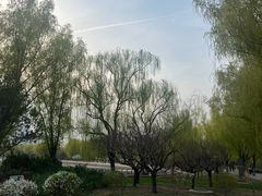 -莲花池公园