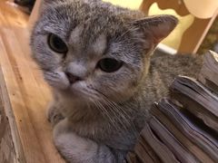 -猫色咖啡·猫咖