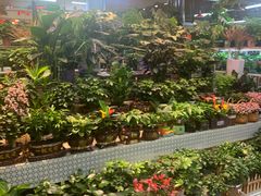 -大自然花鸟鱼虫市场