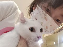 -南京Hallo宠物乐园·哈罗犬舍·柴犬繁育基地