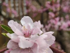 -南汇桃花村