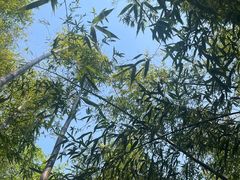 -博爱屠王大骨头