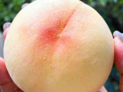 -老袁家蜜桃农场·阳山水蜜桃