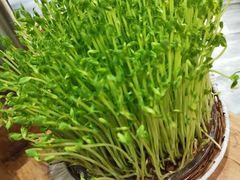 鲜豆苗-好彩猪肚鸡(正弘城店)