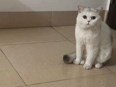 -御宝贝·A梦猫科宠物医院(国际猫友好医院)