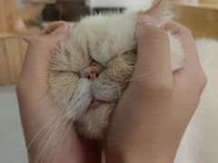 -Heymao猫咖.咖啡厅(东门店)