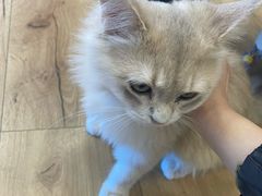 -观音桥步行街