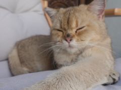 -喵屿·大理花园猫咖