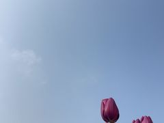 -荷兰花海