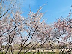 -大兴滨河森林公园