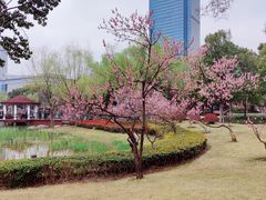 -新虹桥中心花园