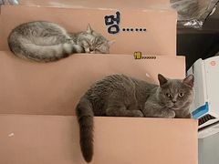 -猫儿山۰猫主题餐厅