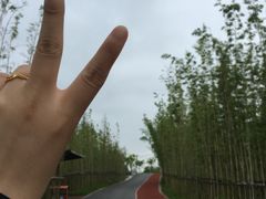 -上海长兴岛郊野公园