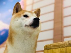 -柴源莊·柴小宠柴犬咖啡