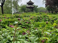 -石家庄市植物园
