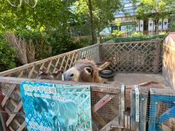 -萌宠亲子动物乐园(槐房万达店)