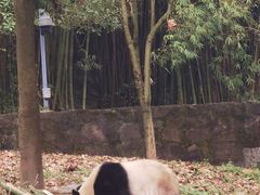 -都江堰中华大熊猫苑