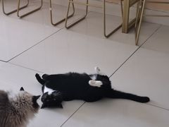 -鼓捣猫呢主题猫咖店