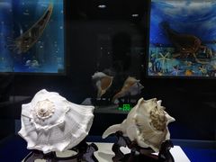 -贝壳王国博物馆