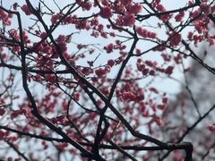 -红梅公园
