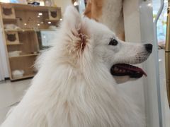 -共舞时光猫咖·狗咖(新街口店)